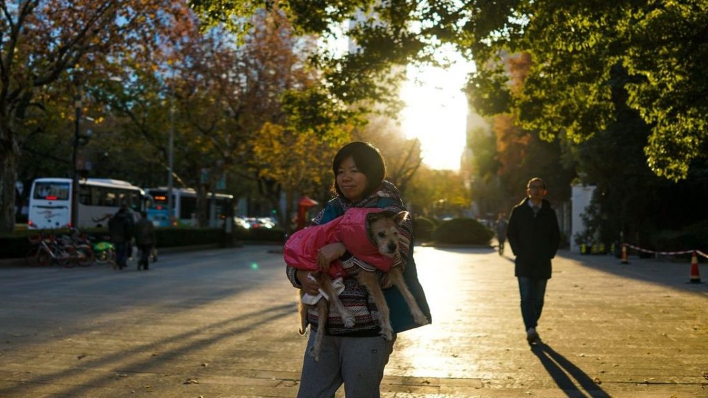 Chinese city bans dog walking in daylight hours