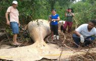 How a dead humpback whale ended up in a mangrove forest
