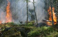 Forest fires prove eco-friendly palm oil 'is a con', says Greenpeace
