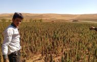 The Role of Cannabis in the Rural Economy of the Bekaa Valley (Lebanon)