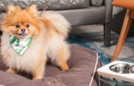 The global pandemic’s newest luxury traveler? Your pet