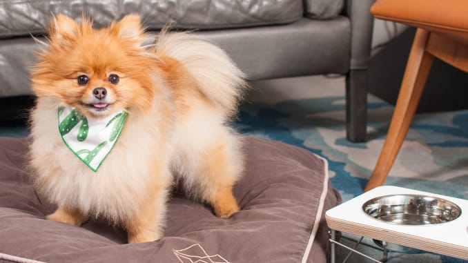 The global pandemic’s newest luxury traveler? Your pet